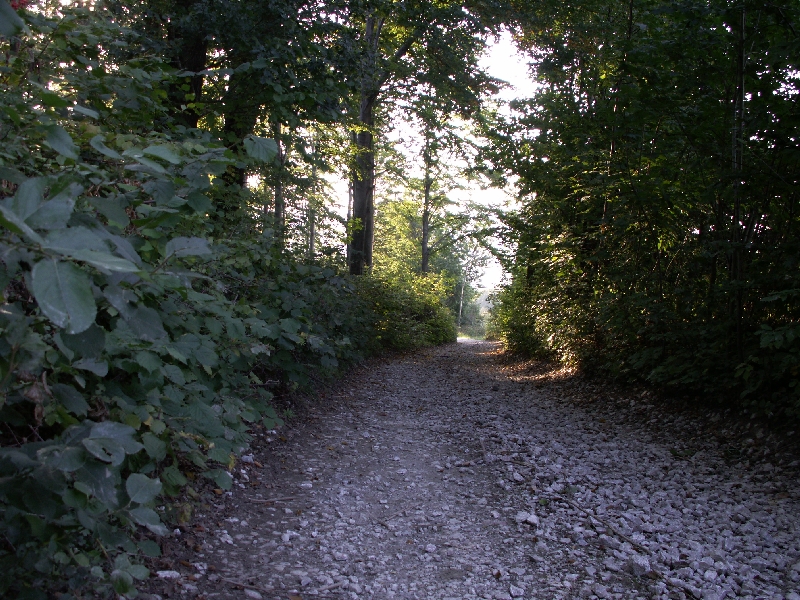 Leśna droga na szlaku rowerowym w Wojcieszowie